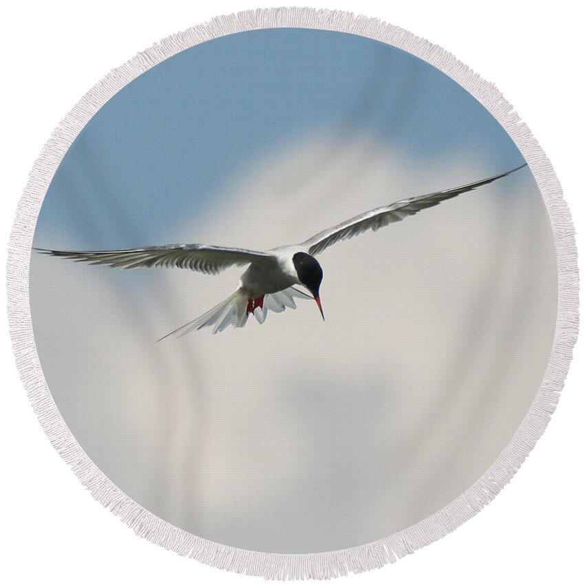 Wildlife Round Beach Towel featuring the photograph Tern in Flight by William Selander
