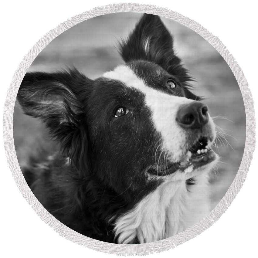 Border Collie Round Beach Towel featuring the photograph Tessie 9 by Rich Franco