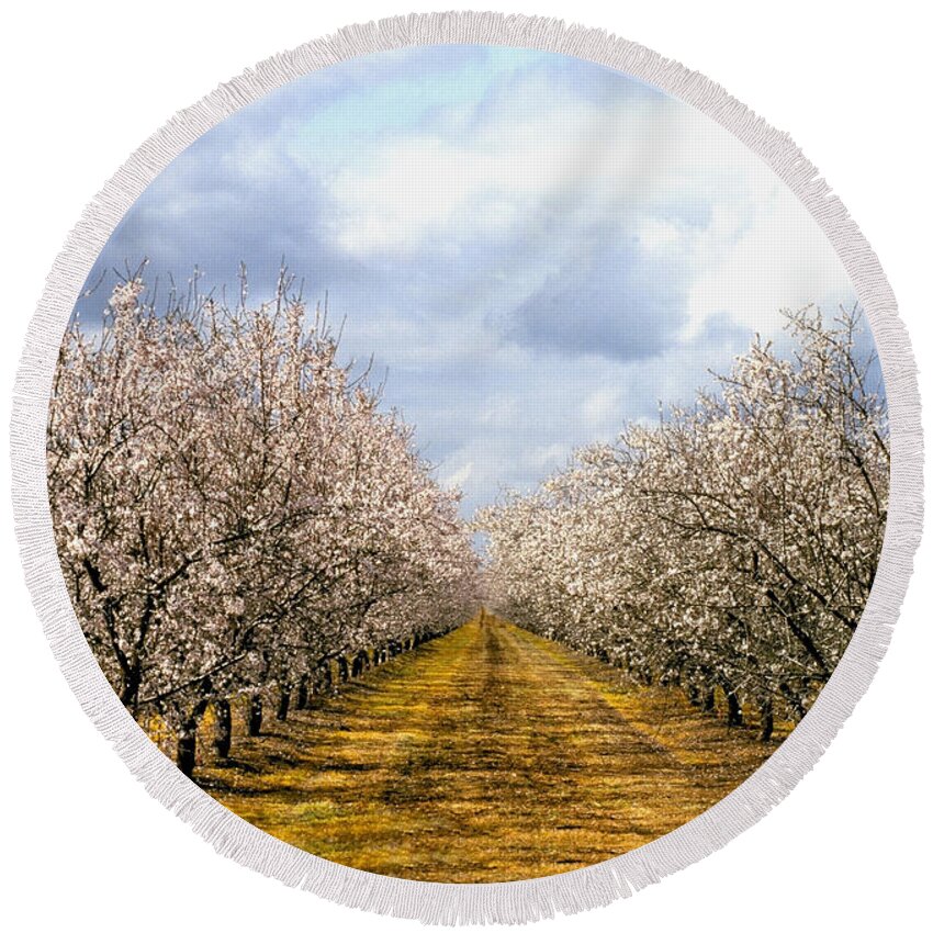 Almonds Round Beach Towel featuring the photograph The Almond Orchard by Matthew Pace