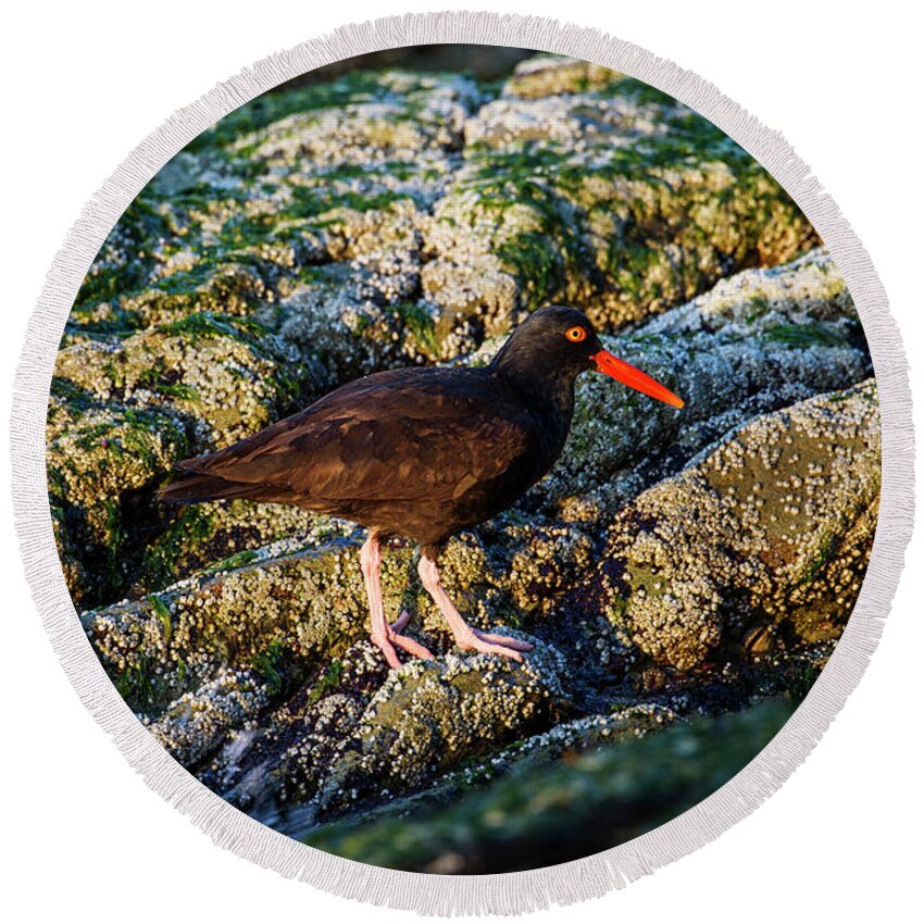 Point Round Beach Towel featuring the photograph The American Black Oystercatcher by Robert L. Potts