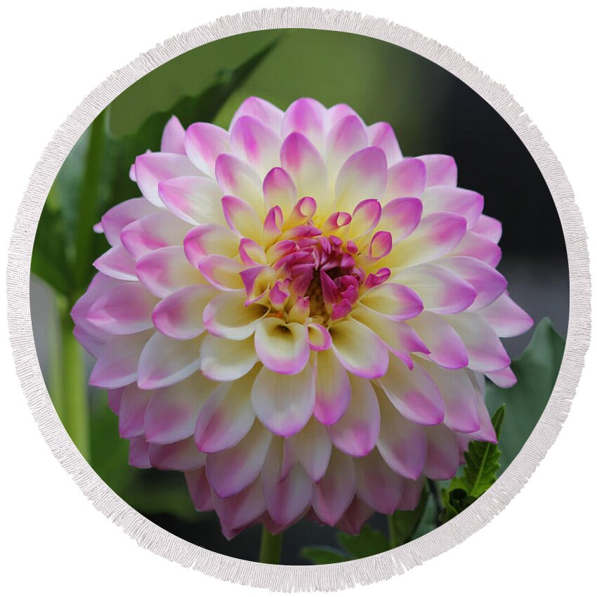 Dahlia Round Beach Towel featuring the photograph The Beautiful Dahlia by Jeanette C Landstrom