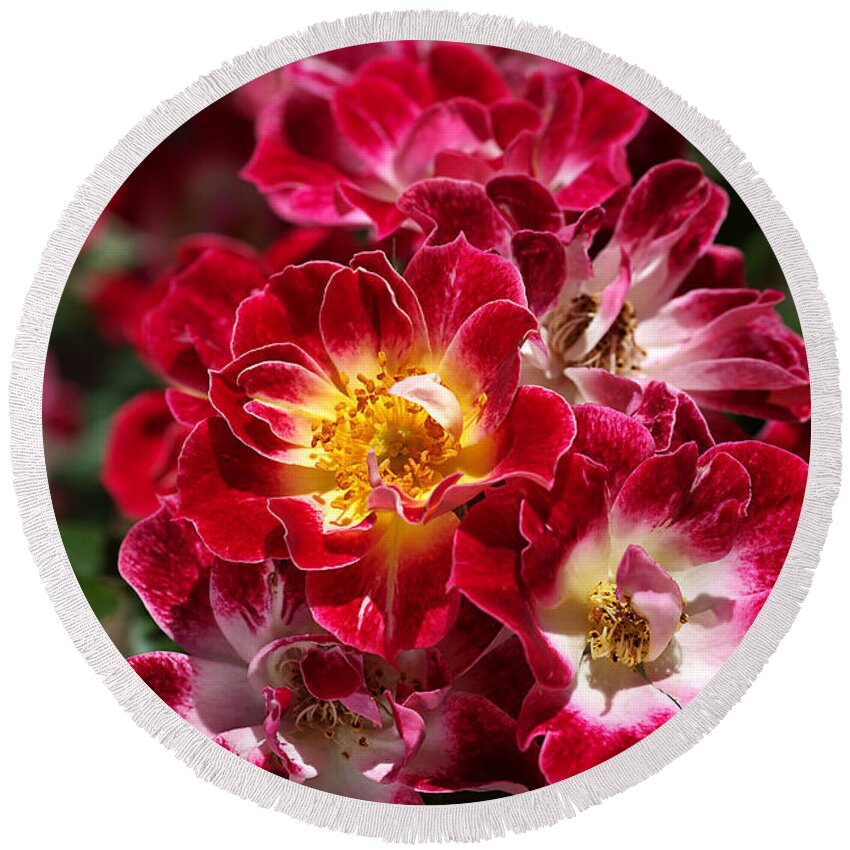 Joy Watson Round Beach Towel featuring the photograph The Beauty Of Carpet Roses by Joy Watson