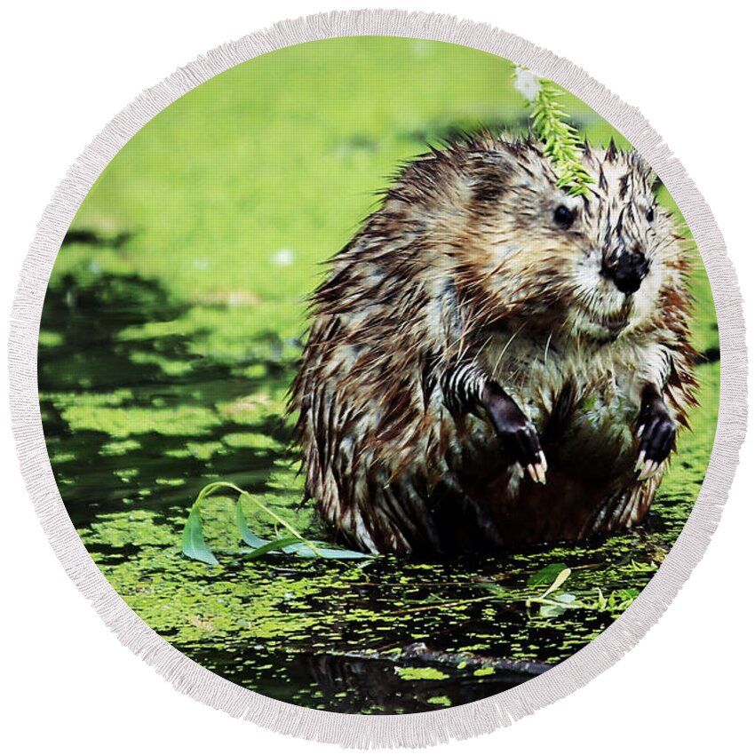 Beaver Round Beach Towel featuring the photograph The beaver with the attitude by Elizabeth Winter