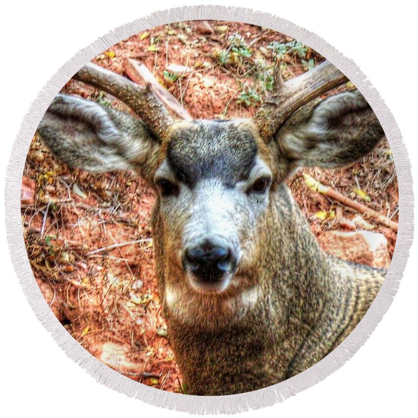 Deer Round Beach Towel featuring the photograph The Buck I by Lanita Williams