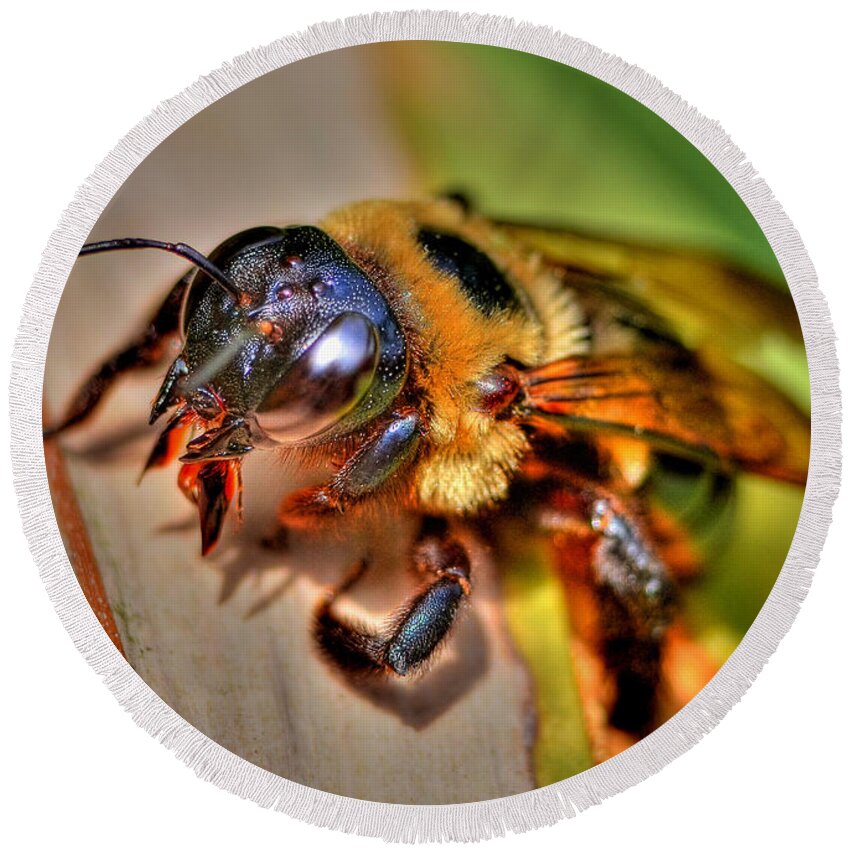 Bee Round Beach Towel featuring the photograph The Carpenter Bee by Kathy Baccari
