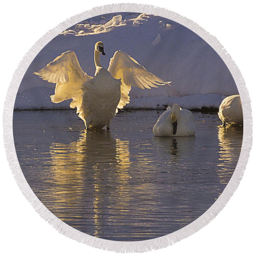Swans Round Beach Towel featuring the photograph The Conductor by Priscilla Burgers