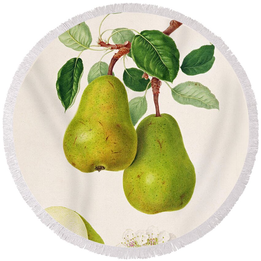 Pear Blossom; Pears; Leaves; Branch; Cross-section; Botanical Illustration Round Beach Towel featuring the painting The D'Auch Pear by William Hooker