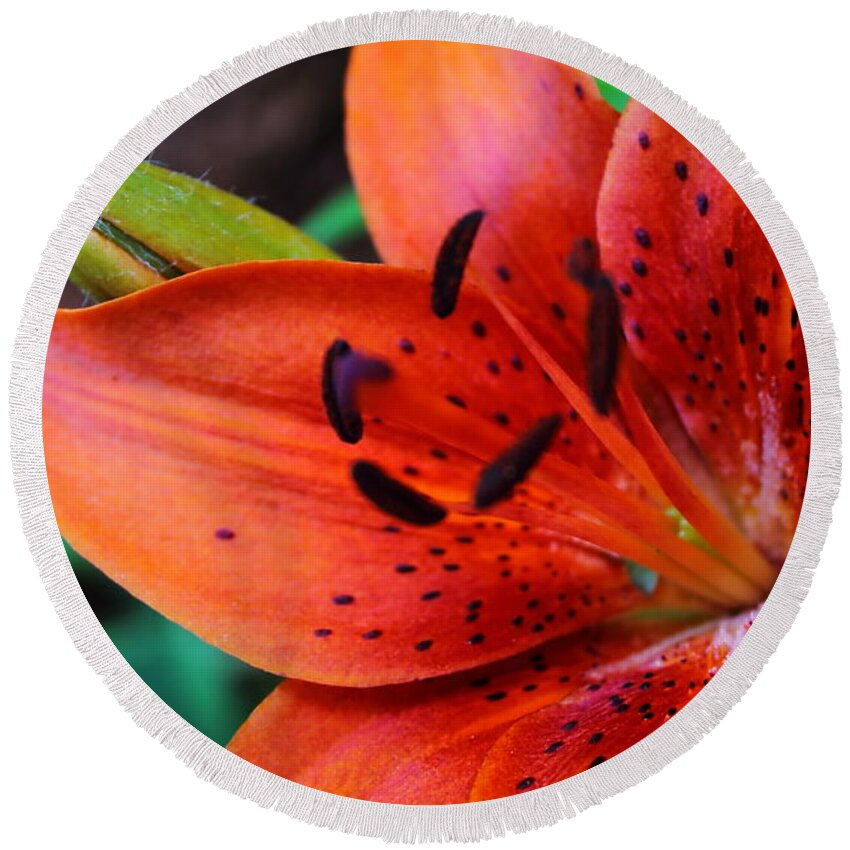 Lily Round Beach Towel featuring the photograph The First Lily by Jeff Heimlich