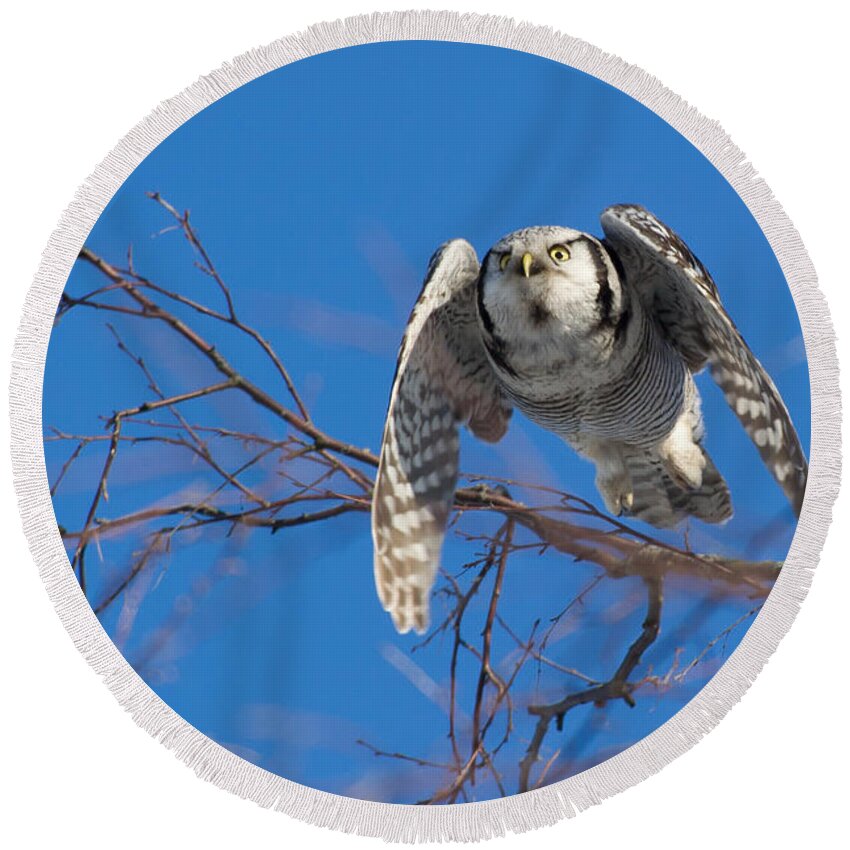 Northern Hawk Owl Round Beach Towel featuring the photograph The flying Northern Hawk Owl by Torbjorn Swenelius