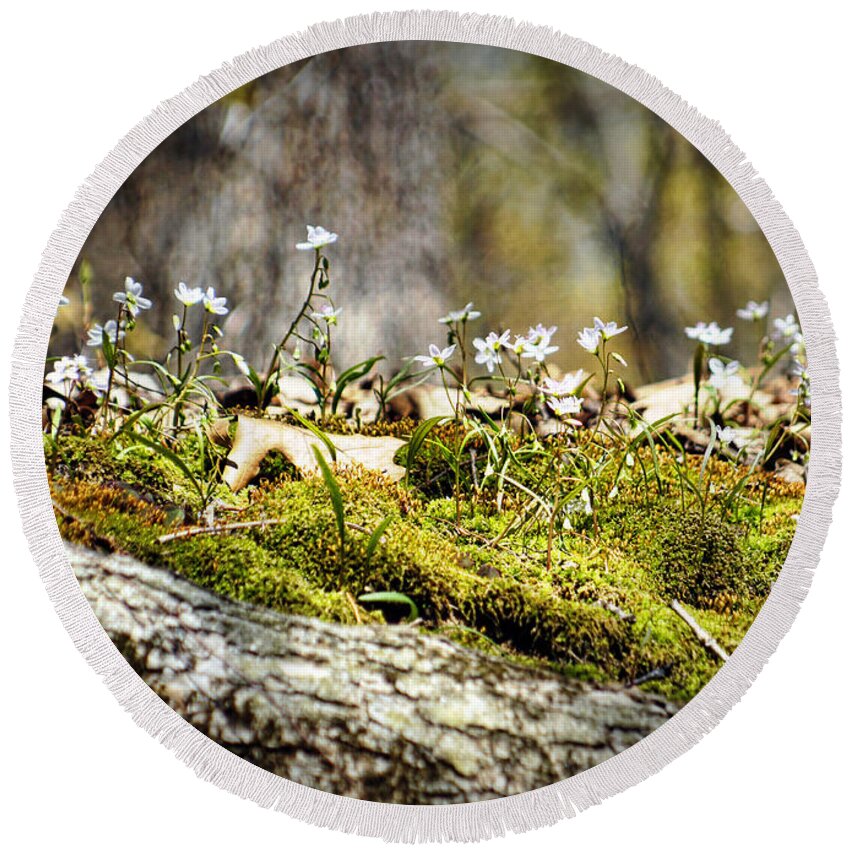 Forest Round Beach Towel featuring the photograph The Forest Floor by Cricket Hackmann