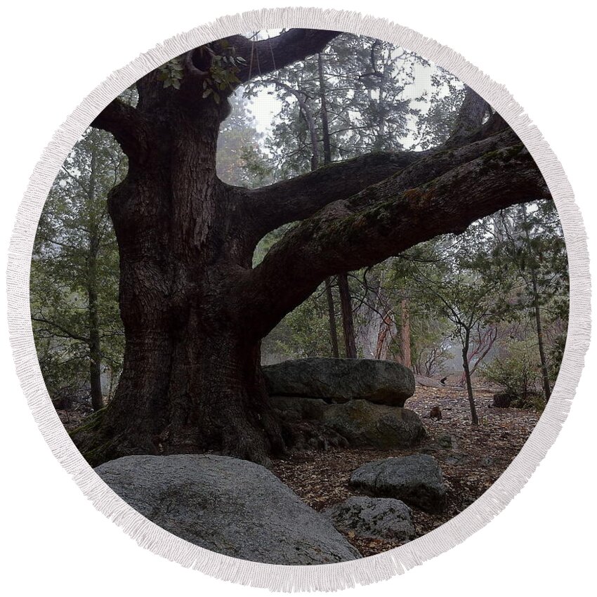 Grey Old Oak Tree Round Beach Towel featuring the photograph The Friend The Old Oak Tree by Gerry High