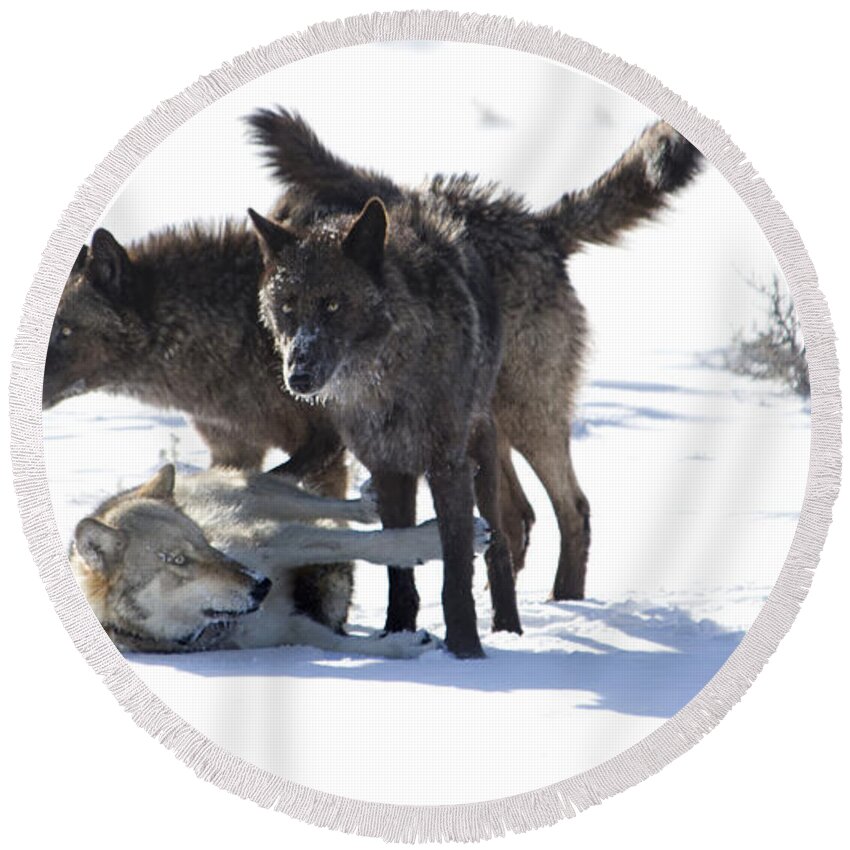 Wolves Round Beach Towel featuring the photograph The Girls by Deby Dixon