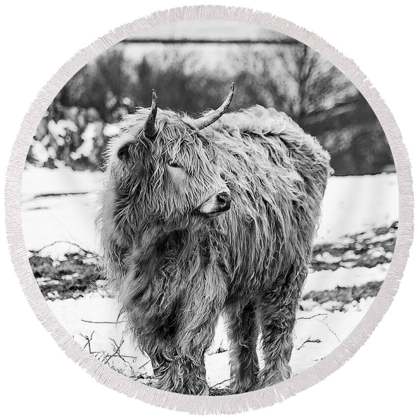 Cow Round Beach Towel featuring the photograph The Highland Cow Black And White by Linsey Williams