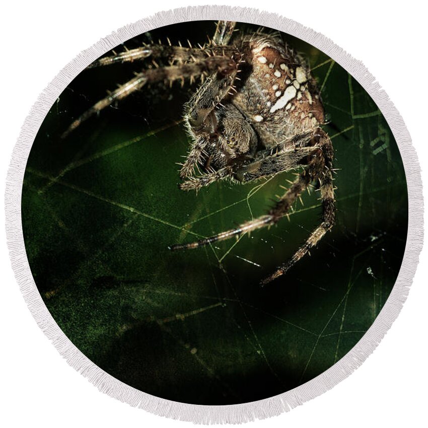 Spider Round Beach Towel featuring the photograph The Hunter by Jaroslaw Blaminsky