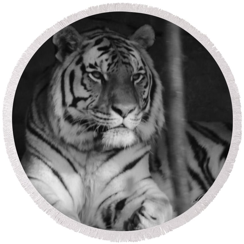 Amur Round Beach Towel featuring the photograph The Jungle's Ruler by Laddie Halupa