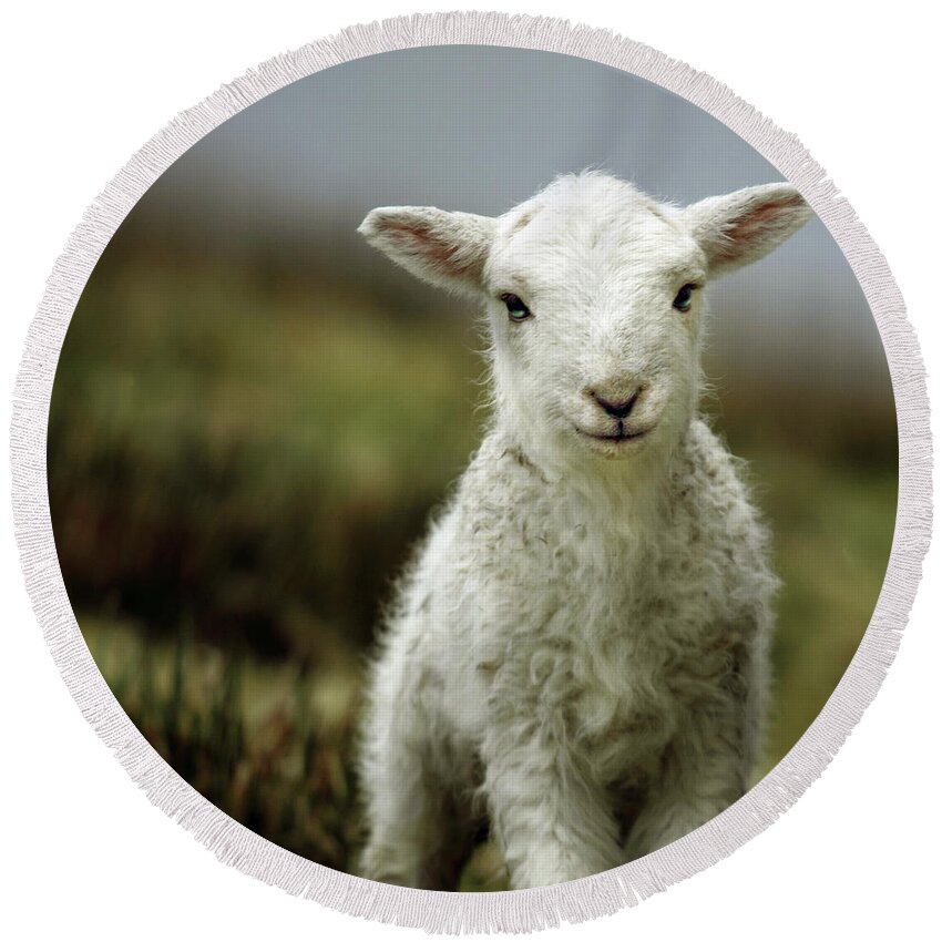 Wales Round Beach Towel featuring the photograph The Lamb by Ang El