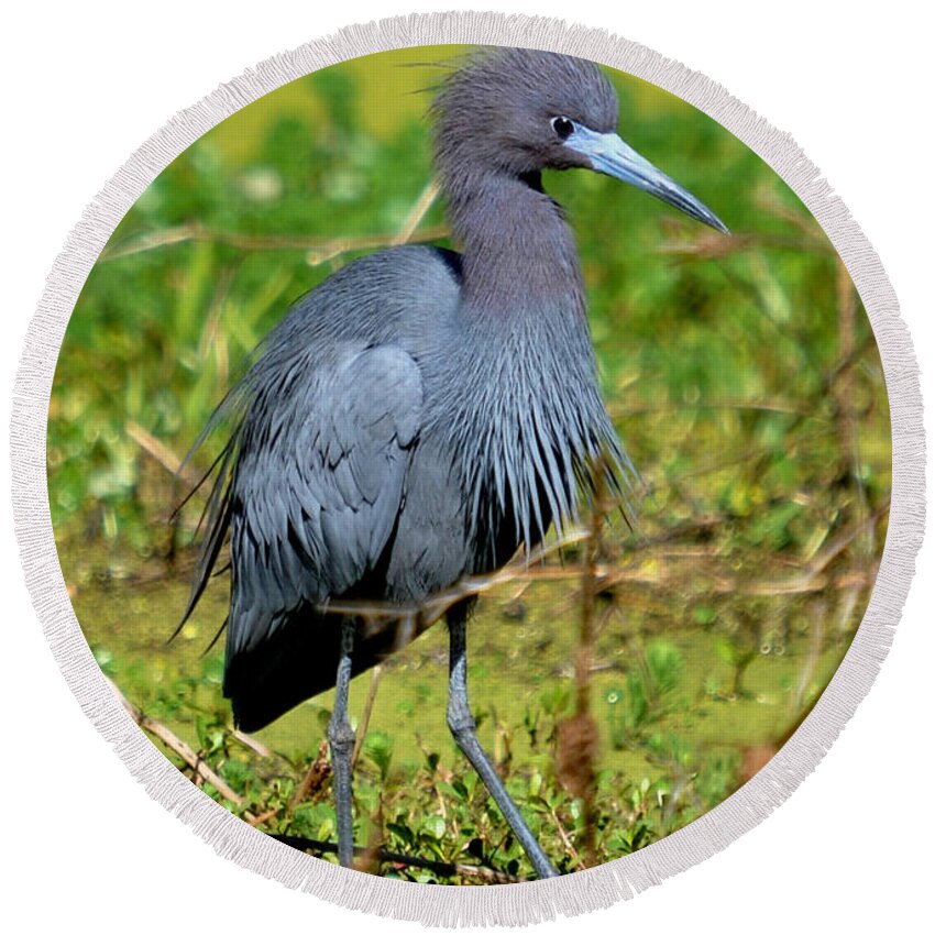 Heron Round Beach Towel featuring the photograph The Little Blue Heron by Kathy Baccari