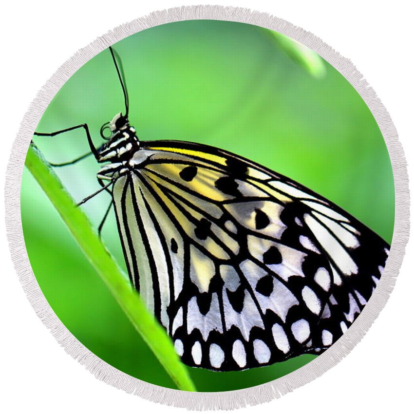 Butterfly Round Beach Towel featuring the photograph The Paper Kite or Rice Paper or Large Tree Nymph butterfly also known as Idea leuconoe by Amanda Mohler