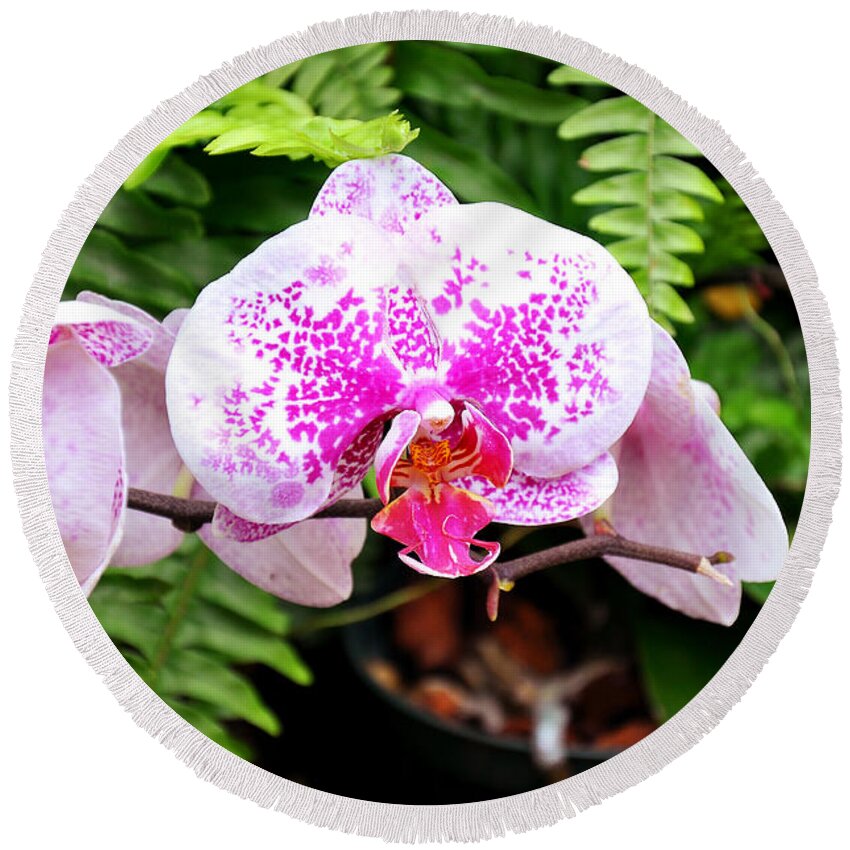 Orchid Round Beach Towel featuring the photograph The Pink Puffy Orchid by Andee Design