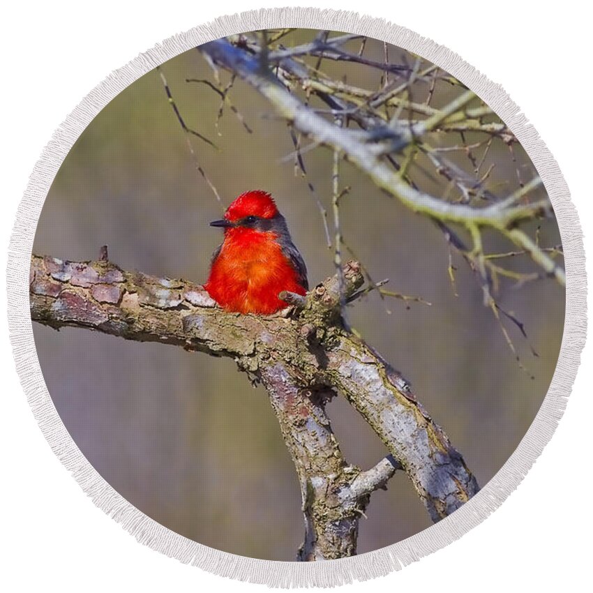 Vermilion Flycatcher Round Beach Towel featuring the photograph The Scarlet Letter by Gary Holmes