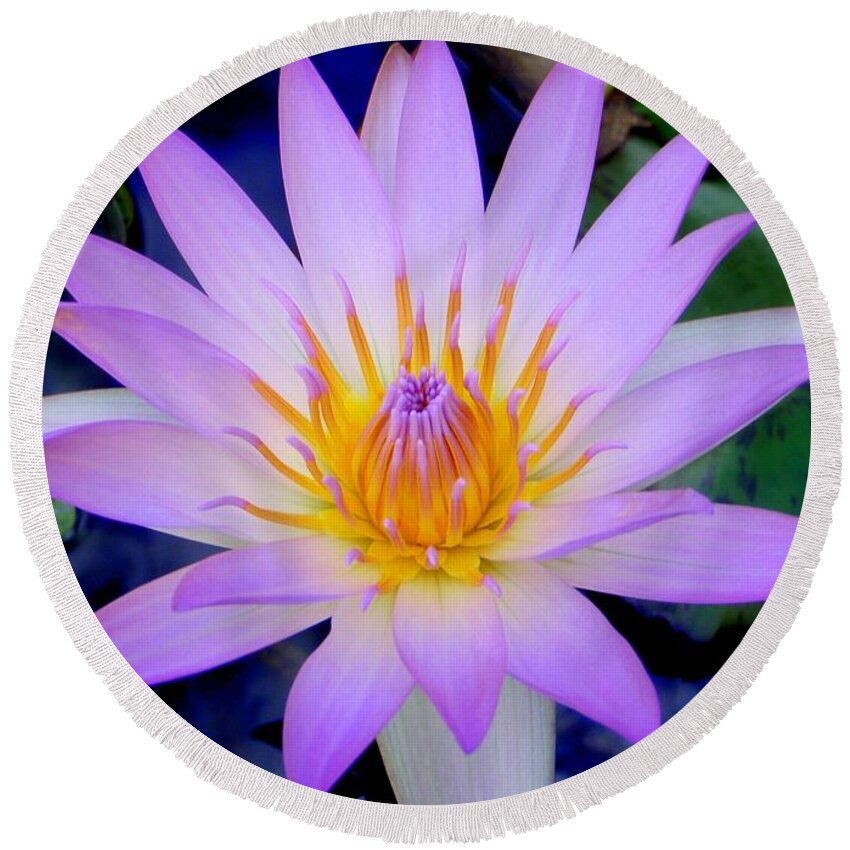 Water Lily Round Beach Towel featuring the photograph The Thousand Petaled Lily by Mary Deal