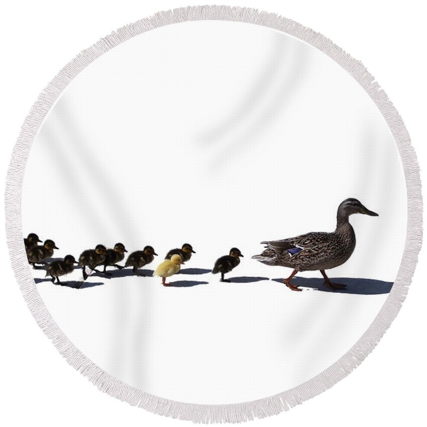 Animal Round Beach Towel featuring the photograph The Ugly Duckling by Lars Lentz