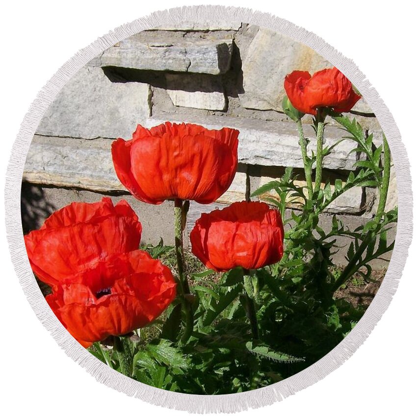 Poppies Round Beach Towel featuring the photograph The whole litter.... by Jackie Mueller-Jones