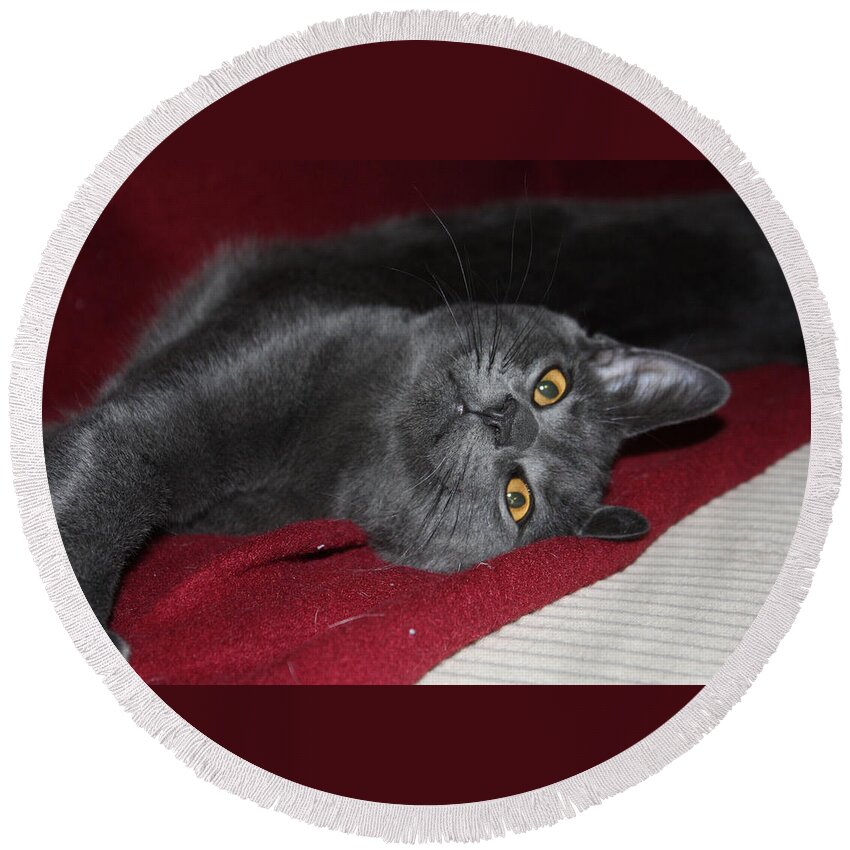 Cat Round Beach Towel featuring the photograph This is Frodo by Rachel Bochnia