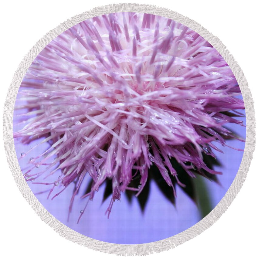 Thistle Round Beach Towel featuring the photograph Thistle Queen by Krissy Katsimbras