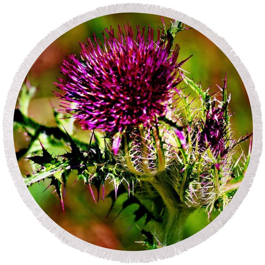 Thistle Round Beach Towel featuring the photograph Thistle by Tara Potts