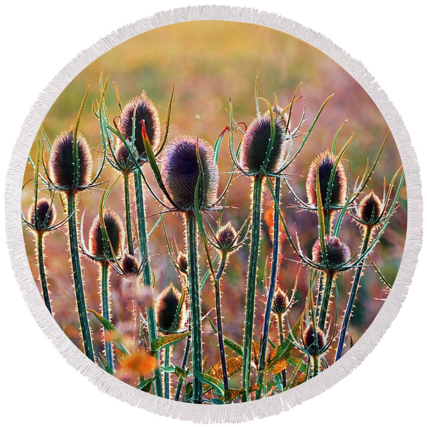 Thistles Round Beach Towel featuring the photograph Thistles With Sunset Light by Mikel Martinez de Osaba