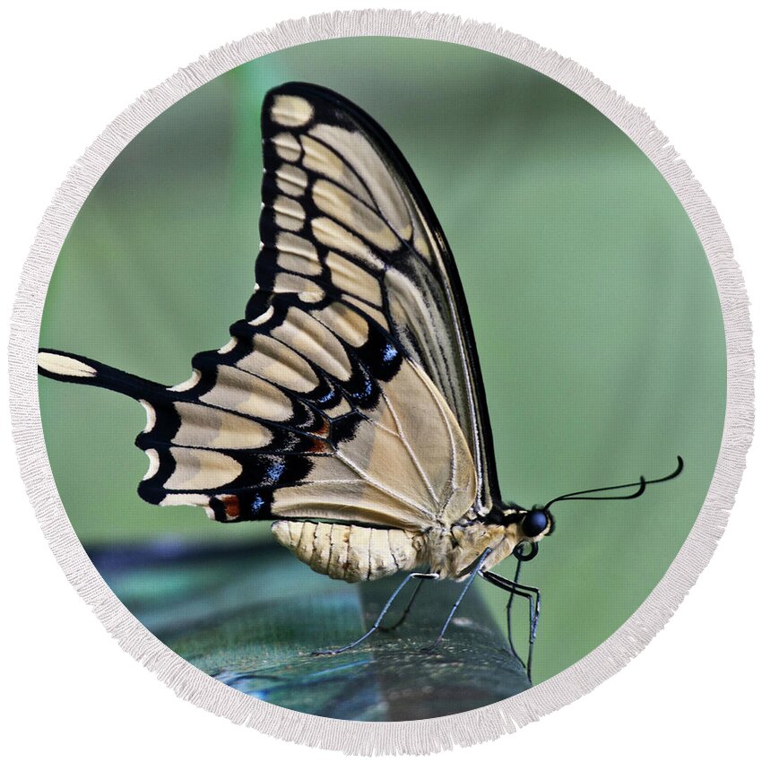 Heiko Round Beach Towel featuring the photograph Thoas swallowtail Butterfly by Heiko Koehrer-Wagner