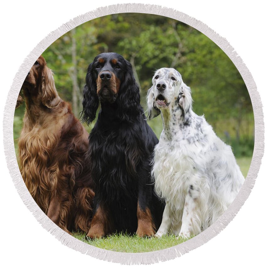 Dog Round Beach Towel featuring the photograph Three Different Setters by John Daniels