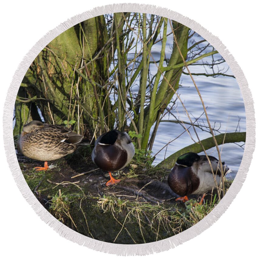  Duck Round Beach Towel featuring the photograph Three In A Row by Spikey Mouse Photography
