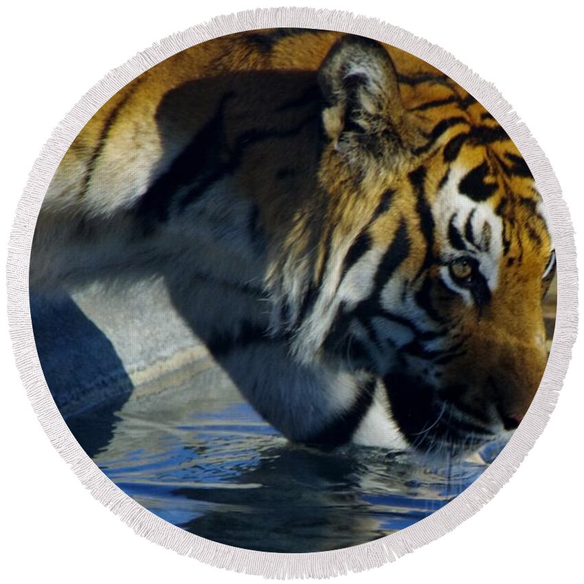 Lions Tigers And Bears Round Beach Towel featuring the photograph Tiger 2 by Phyllis Spoor