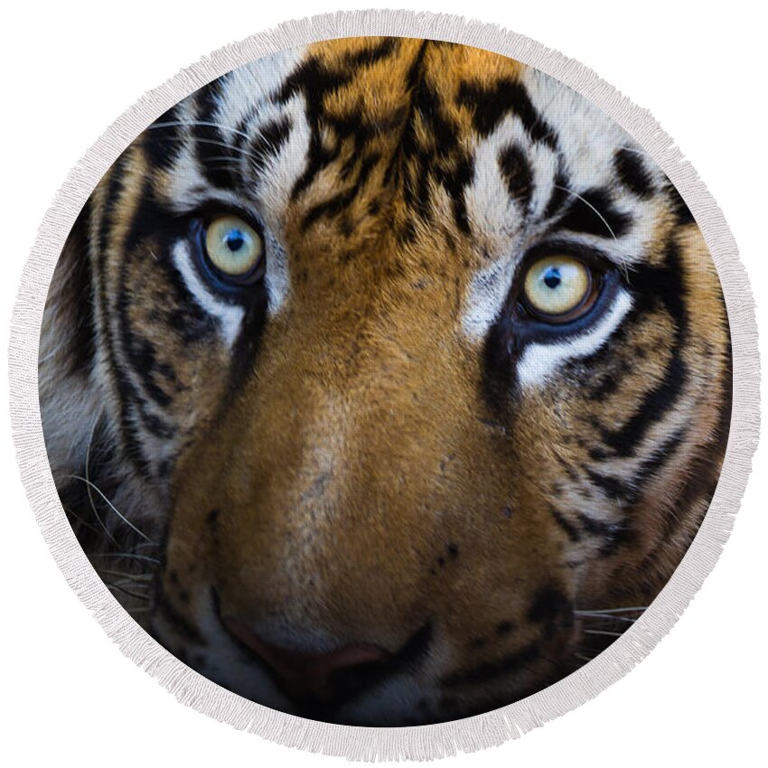 Tiger Round Beach Towel featuring the photograph Tiger close-up by SAURAVphoto Online Store