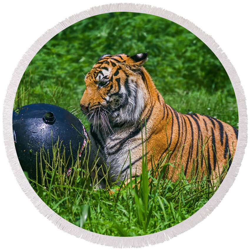 K-30 Round Beach Towel featuring the photograph Tiger Playing with Ball by Lori Coleman