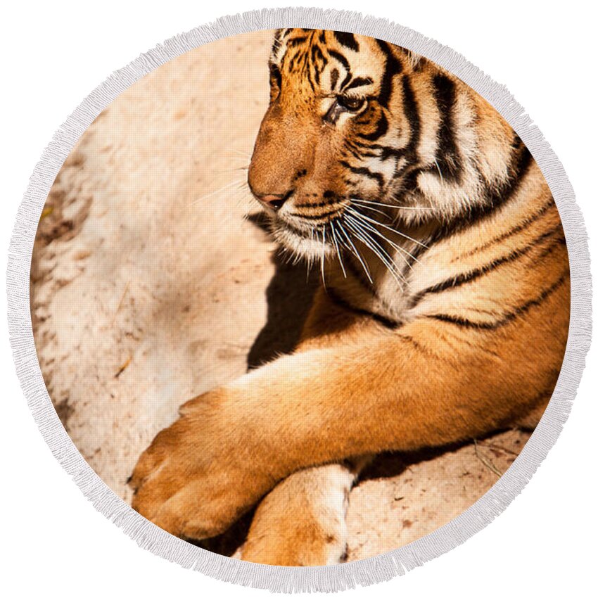 Animal Round Beach Towel featuring the photograph Tiger Resting by John Wadleigh