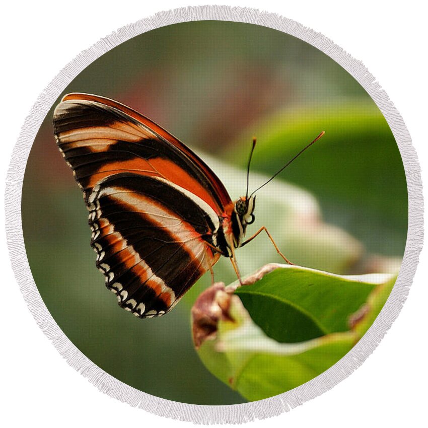 Butterfly Round Beach Towel featuring the photograph Tiger Striped Butterfly by Sandy Keeton