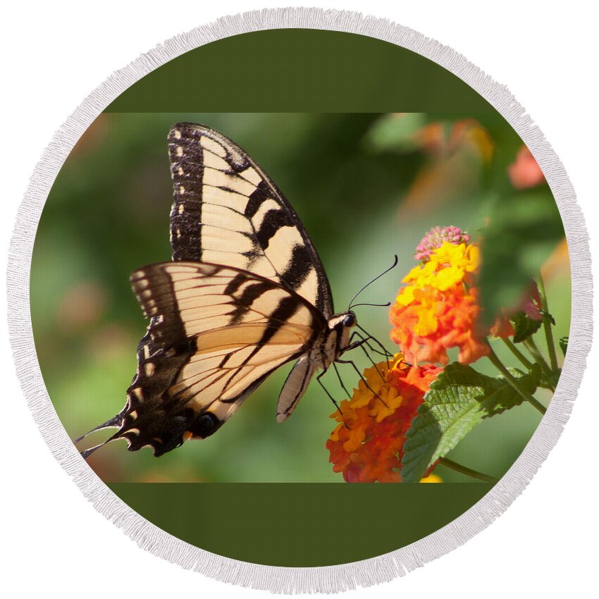 Butterfly Round Beach Towel featuring the photograph Tiger Swallowtail II by Lynne Jenkins