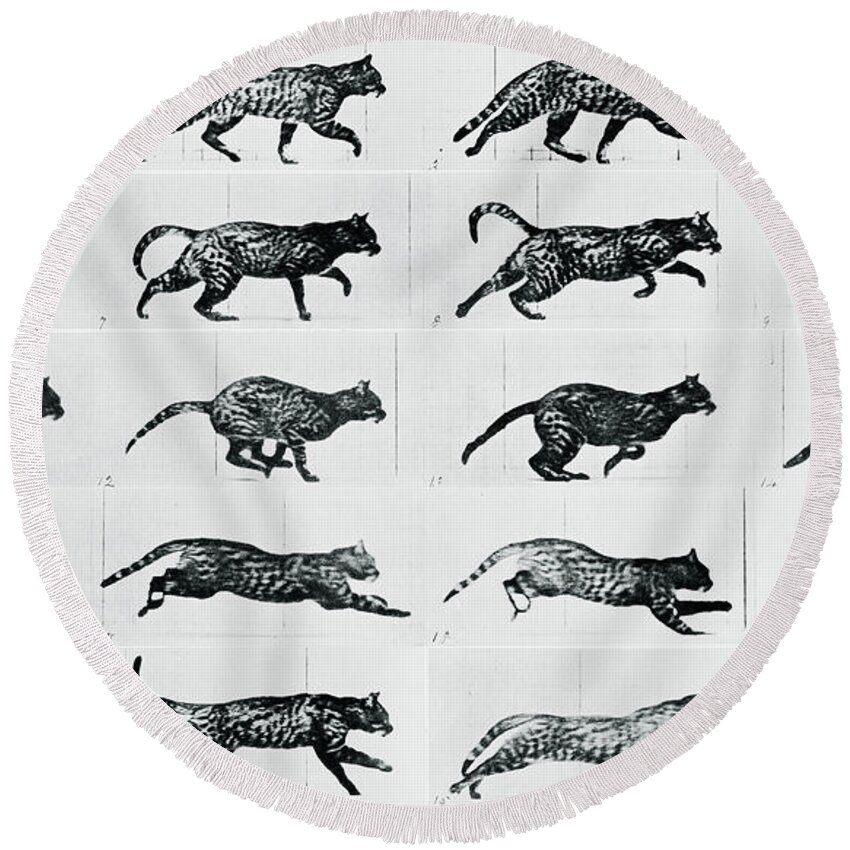 Cat Round Beach Towel featuring the mixed media Time Lapse Motion Study Cat Monochrome by Tony Rubino