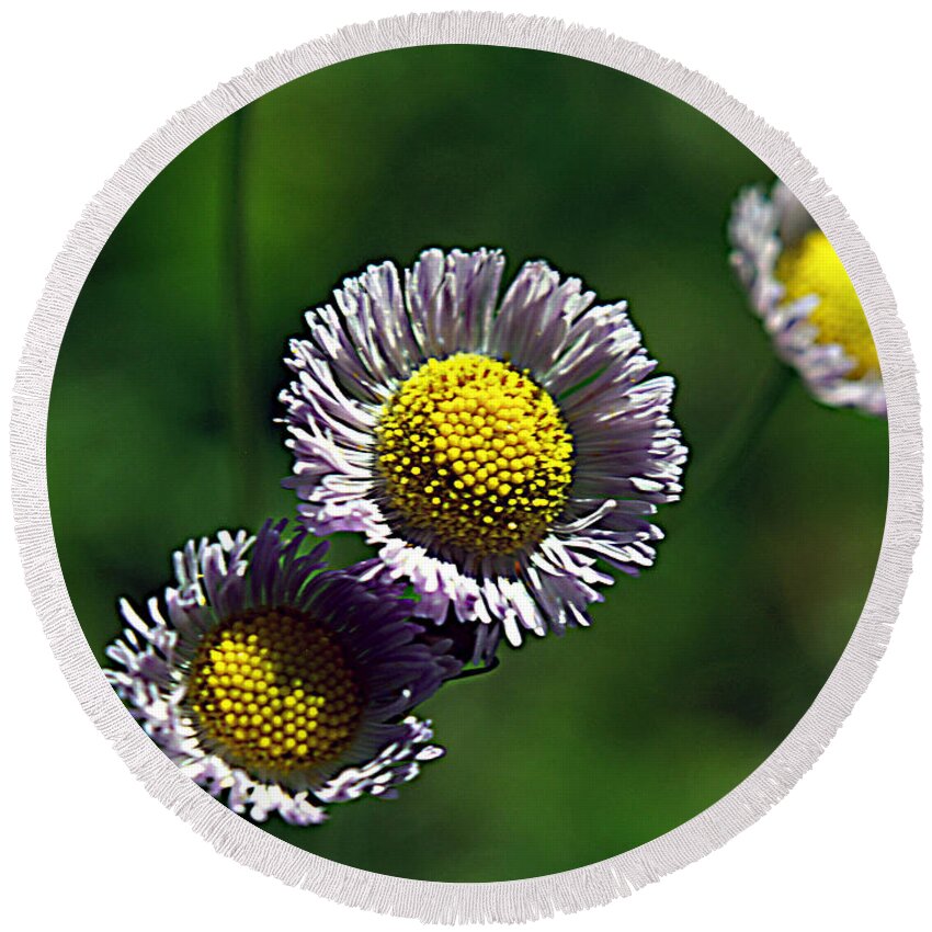 Flower Round Beach Towel featuring the photograph Tiny Little Weed by Bob Johnson