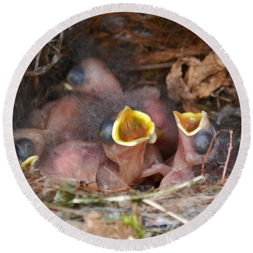 Titmouse Round Beach Towel featuring the photograph Titmouse Hatchlings by Kathy Baccari