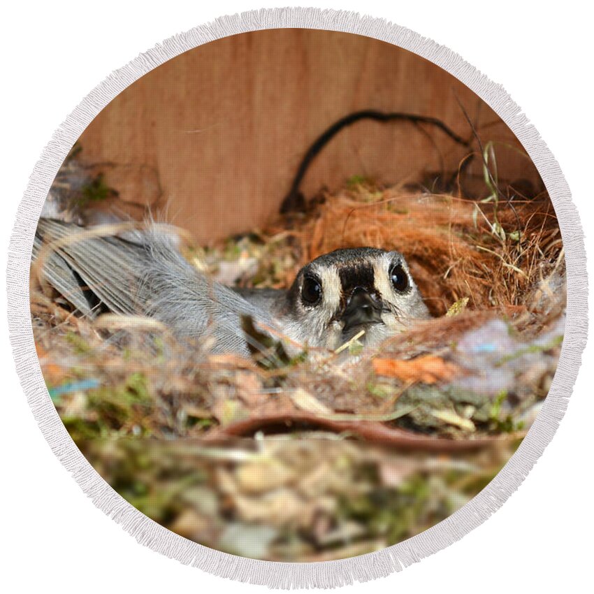 Titmouse Round Beach Towel featuring the photograph Titmouse Nesting by Kathy Baccari