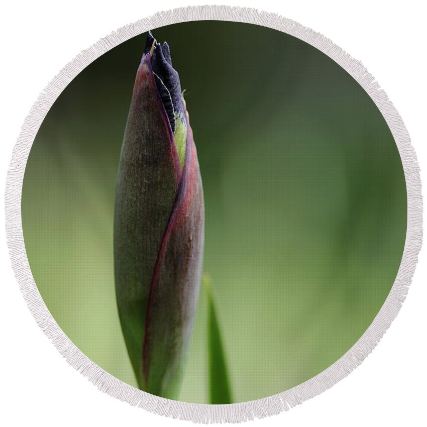 Iris Round Beach Towel featuring the photograph Today A Bud - Purple Iris by Debbie Oppermann