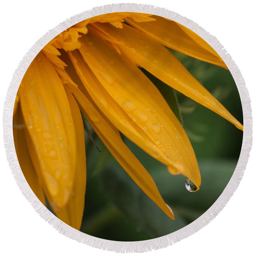 Tohokujhae Sunflower Round Beach Towel featuring the photograph Tohokujhae Sunflower with Rain Drops by Tracy Winter