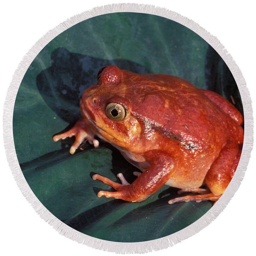 Frog Round Beach Towel featuring the photograph Tomato Frog by Nigel Dennis