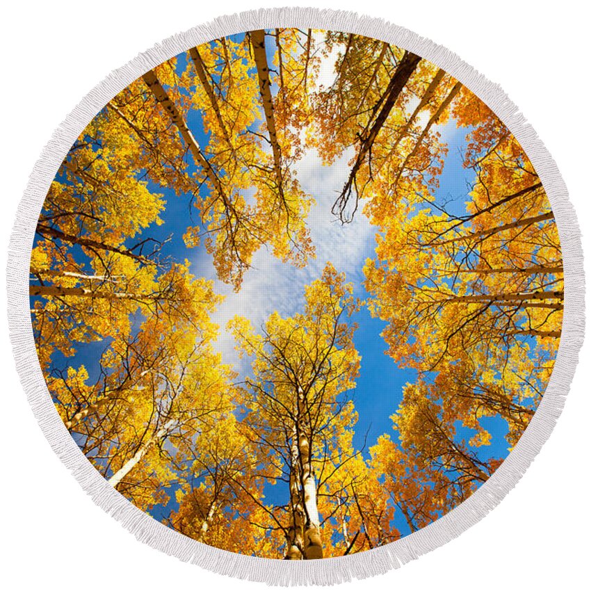 Aspens Round Beach Towel featuring the photograph Towering Aspens by Darren White
