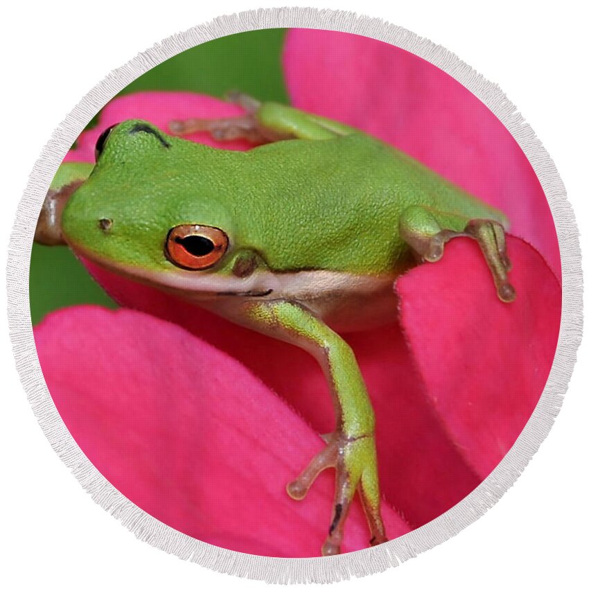 Frog Round Beach Towel featuring the photograph Tree Frog On A Pink Flower by Kathy Baccari