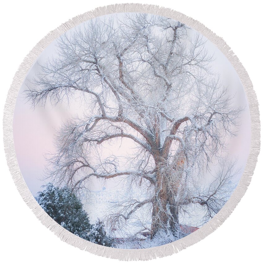 Winter Round Beach Towel featuring the photograph Tree of Snow by Darren White